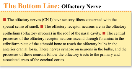 <p>■ The olfactory nerves (CN I) have sensory fibers concerned with the special sense of smell. ■ The olfactory receptor neurons are in the olfactory epithelium (olfactory mucosa) in the roof of the nasal cavity. ■ The central processes of the olfactory receptor neurons ascend through foramina in the cribriform plate of the ethmoid bone to reach the olfactory bulbs in the anterior cranial fossa. These nerves synapse on neurons in the bulbs, and the processes of these neurons follow the olfactory tracts to the primary and associated areas of the cerebral cortex.</p>