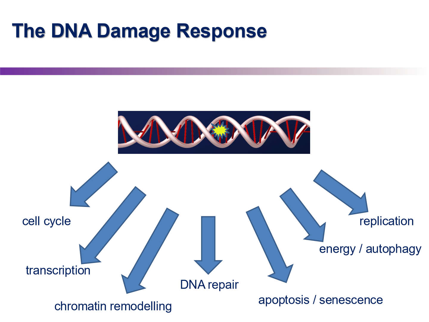 <p>DNA repair + all other things cell does when DNA damage occurs</p><ul><li><p>increases energy, shut town transcription, stop cell cycle, etc</p></li></ul><p></p>