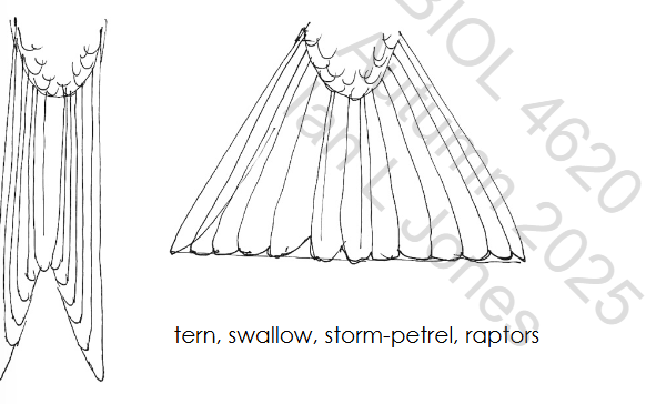 <p>The most efficient tail found in raptors, aerial insectivores (swifts and swallows) and terns (plunge diving seabirds). Susceptible to damage</p>