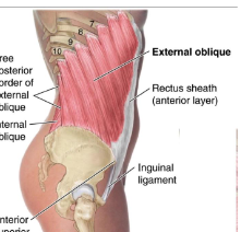 <p><strong>Origin</strong>: lower 8 ribs at costal cartilages</p><p><strong>Insertion</strong>: crest of ilium, linea alba through rectus sheath</p><p><strong>Action</strong>:</p><p>Unilaterally: laterally flexes vertebral column to same side, rotates vertebral column to opposite side</p><p>Bilaterally: flexes the vertebral column &amp; compresses abdominal contents</p>