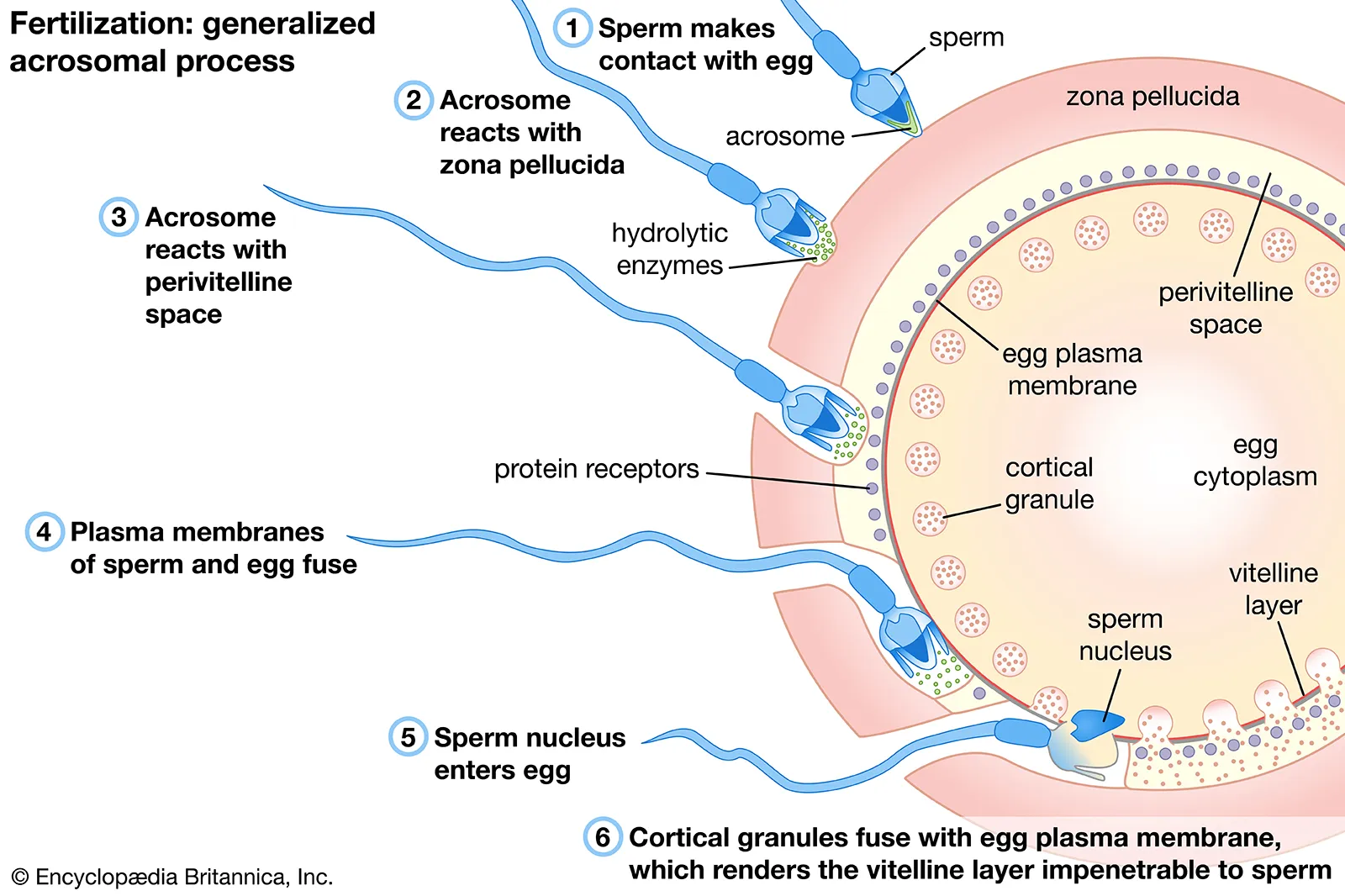 <p><span style="background-color: transparent;">1.&nbsp; Capacitation&nbsp;</span></p><ul><li><p><span style="background-color: transparent;">process of maturation enabling a freshly ejaculated sperm to fertilize an ovum</span></p></li><li><p><span style="background-color: transparent;">Glycoproteins + seminal plasma proteins removed from acrosome (head of sperm cell)</span></p></li></ul><p><span style="background-color: transparent;">2. Acrosome reaction= acrosome cap perforates - contents in acrosomal vesicle are released</span></p><ul><li><p><span style="background-color: transparent;">Lytic enzymes released around oocyte</span></p><ul><li><p><span style="background-color: transparent;">Digests first physical barrier and corona radiata follicular cells disperse</span></p></li></ul></li><li><p><span style="background-color: transparent;">Sperm makes contact with zona pellucida + binds with glycoproteins on its surface </span></p></li><li><p><span style="background-color: transparent;">Enters cytoplasm of the ovum</span></p></li><li><p><span style="background-color: transparent;">Cell membranes of oocyte + sperm fuse</span></p><ul><li><p><span style="background-color: transparent;">Head + tail of sperm enter the oocyte (leaving the sperm’s plasma membrane behind)</span></p></li></ul></li><li><p><span style="background-color: transparent;">***oocyte completes 2nd meiotic division</span></p></li></ul><p></p>