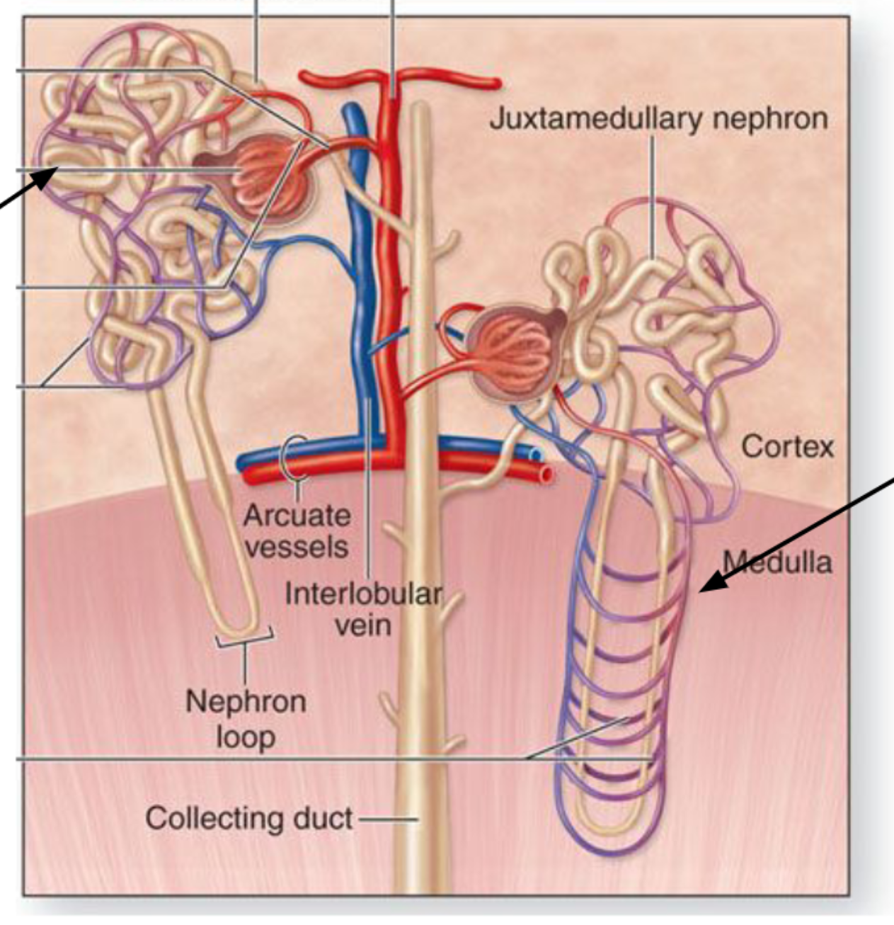 <p> <strong>2. Vasa recta</strong> </p><p></p>