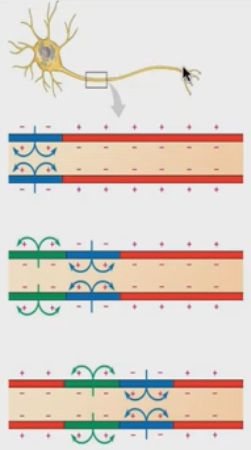 <p>How does the action potential spead down the axon?</p>