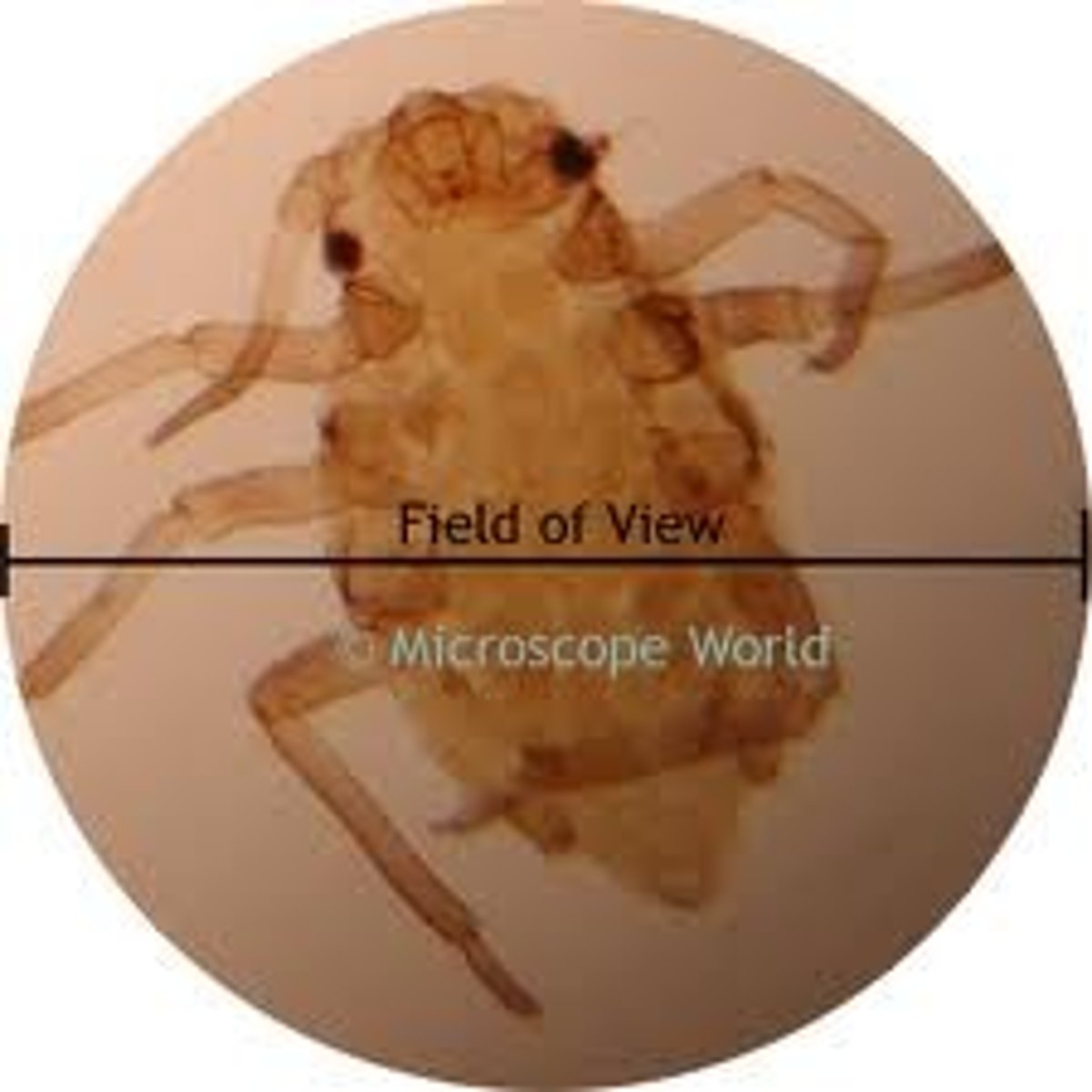<p>The area seen when looking through the microscope</p>