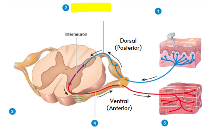 <p>what part of the reflex arc is highlighted in yellow?</p>