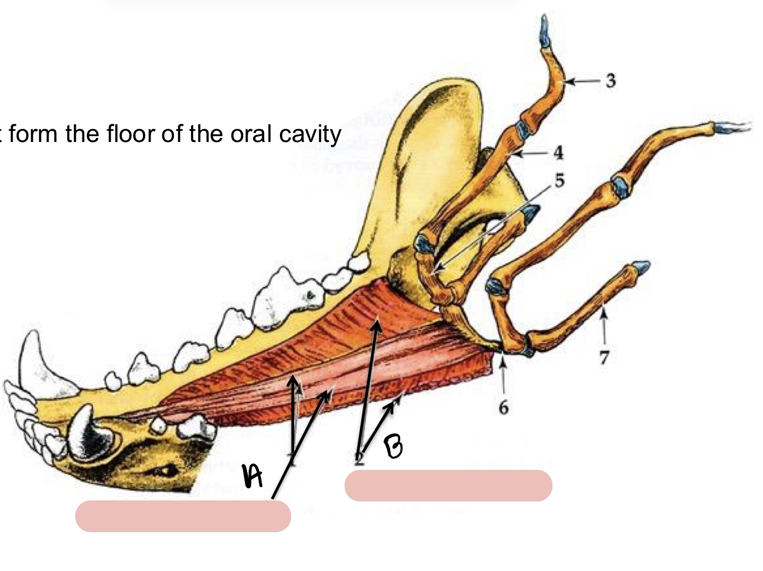 <p>Name the structure(s) indicated by a and b.</p>