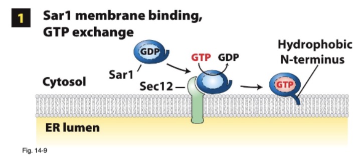 <ul><li><p><strong>Sar1-GTP </strong>interacts with ER memb protein <strong>Sec12</strong></p></li><li><p><strong>Sec12 GEF</strong> activity → stimulated Sar1 GTP → GDP exchange </p></li><li><p><strong>Sar-GTP</strong> → conformational change; integrated N-terminal amphipathic helix → ER memb outer leaflet</p></li></ul>