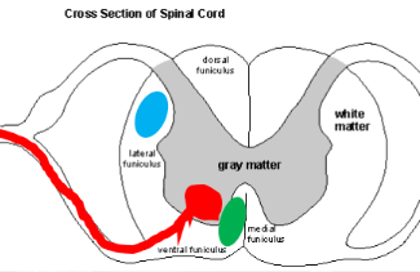 <p>What horn of the SC are LMN cell bodies found</p>
