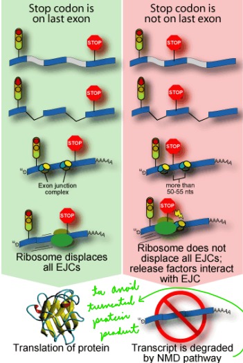 <p>The degradation of mRNA with premature stop codons</p><p></p><p>*EJC = exon junction complex</p>