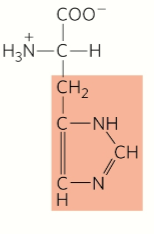<p>Positive charge</p>