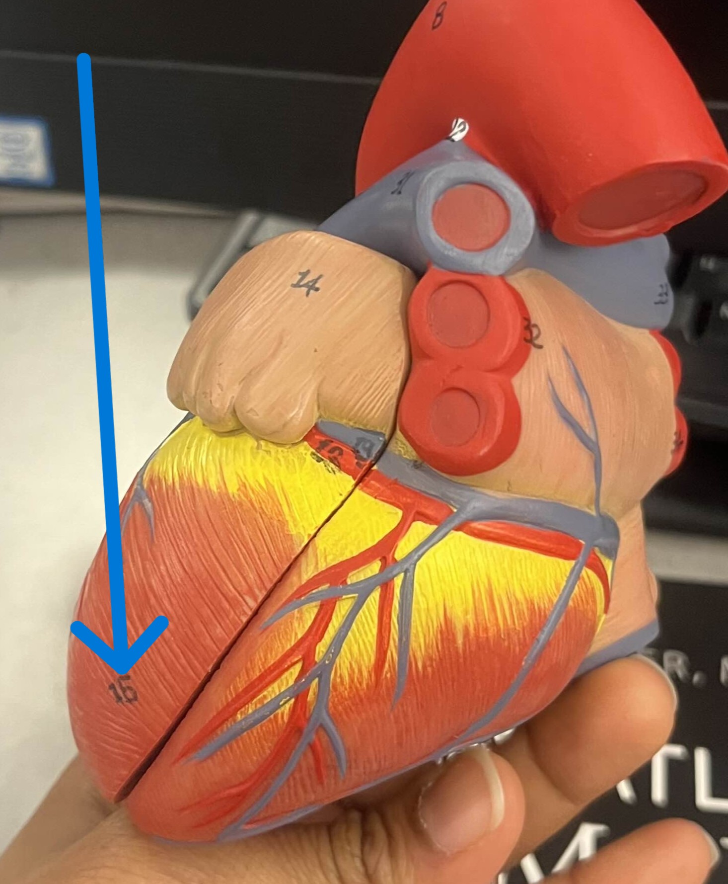 <p>Which chamber:</p><ul><li><p>Pumps blood into body</p></li><li><p>Send blood → pump to body</p></li></ul><p></p>