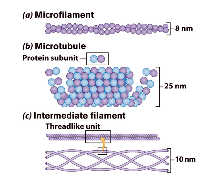 <p>Filaments &amp; Fibers Made of 3 fiber types Microfilaments Microtubules Intermediate filaments<br>3 functions:  mechanical support  anchor organelles  help move substances</p>