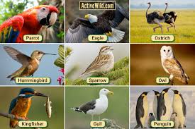 <p><strong>Birds</strong></p>