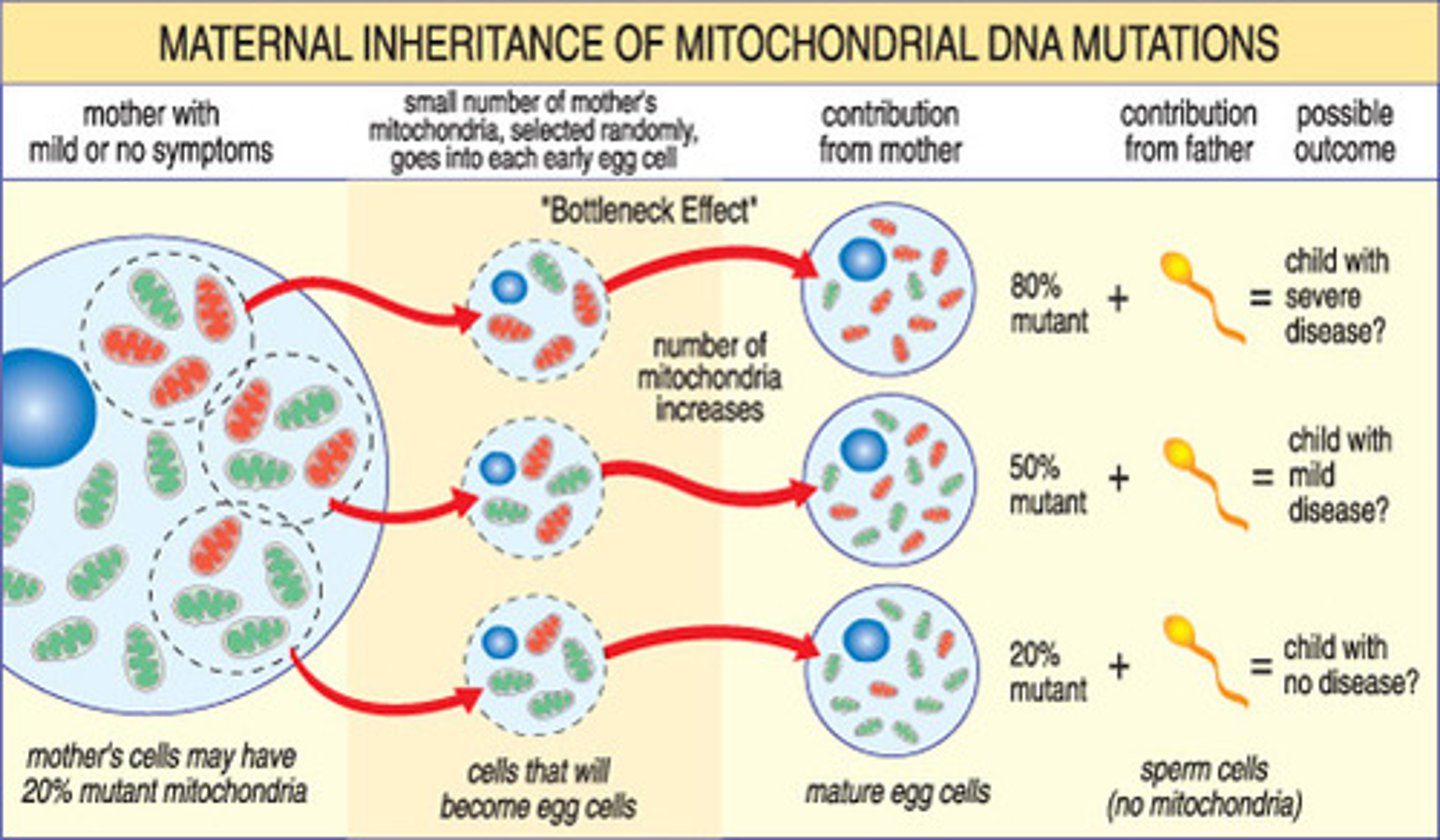 <p>Transmission of <strong>genetic material independent of the nucleus</strong></p><p>Mitochondrial DNA is passed on outside of the nucleus</p><p>Mitochondria evolved from anaerobic prokaryotes engulfing anaerobic prokaryotes</p><p><strong>Circular, double stranded DNA</strong></p>