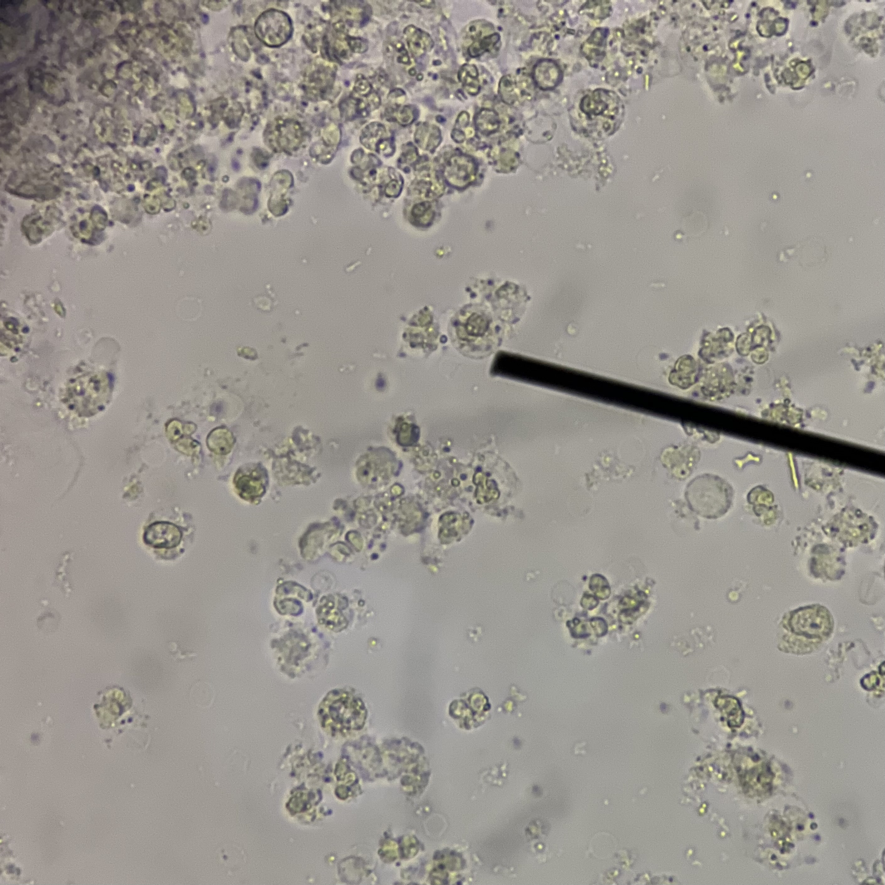 <p>Identify cell.</p>