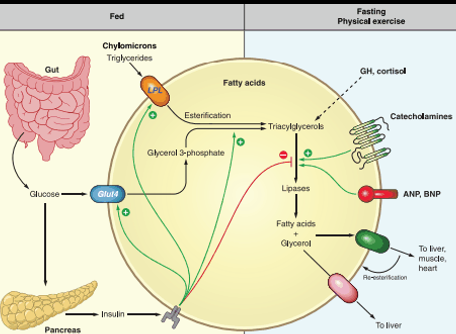 <ul><li><p>Under fasting conditions, fatty-acids are the stores used once 8-hour of carb derived glycogen is used up</p><ul><li><p>Lipolysis: fatty acids get released into blood stream to be used by the body and converted into energy as Actyl-CoA and gluconeogenesis</p></li><li><p>Fatty acids can also produce ketone bodies via Bet-Oxidation to serve as energy for the BRAIN</p></li></ul></li><li><p>Fatty acids:</p><ul><li><p>3 acyl groups with attached glycerol group + carbon chain</p></li><li><p>Many fatty acids based upon the length of their carbon chain + the saturated double bonds</p></li><li><p>Most dietary fat stored as Palmaric acid (C16) or Stearic acid (C18)</p><p></p></li></ul></li></ul><p></p>