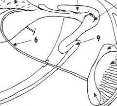 <p>Which four species have a sigmoid flexure in the penis?</p>
<p>Note: Indicated by #9 in the diagram</p>