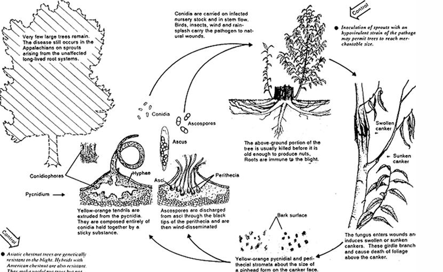 <p>Cryphonectria parasitica: Life cycle</p>