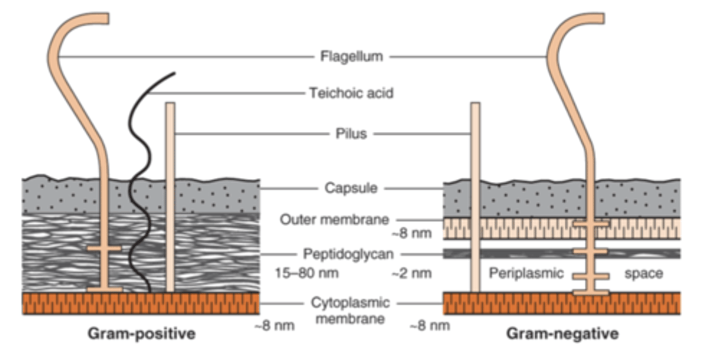 <p>periplasmic space</p>