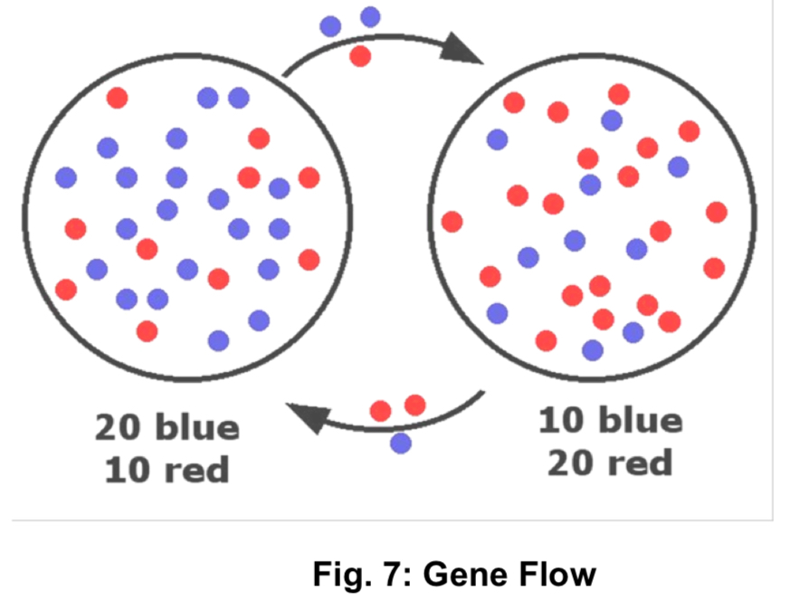 <p>→ Gene flow — is the transfer of alleles from one population to another, achieved through the movement of fertile individuals or their gametes</p><p>→ Gene flow tends to reduce differences in allele frequencies between neighbouring populations</p><p>→ Disruption in gene flow can result in differences in allele frequencies over time. It is required for speciation to occur, as over many generations, isolated. populations become more different from each other (BUT DISRUPTION OF GENE FLOW ITSELF DOES NOT CHANGE ALLELE FREQUENCIES)</p>
