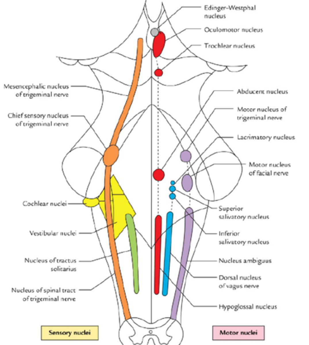 <p>w bruździe między mostem a piramidą rdzenia przedłużonego</p><p>włókna ruchowe</p><p>m. skośny górny</p>