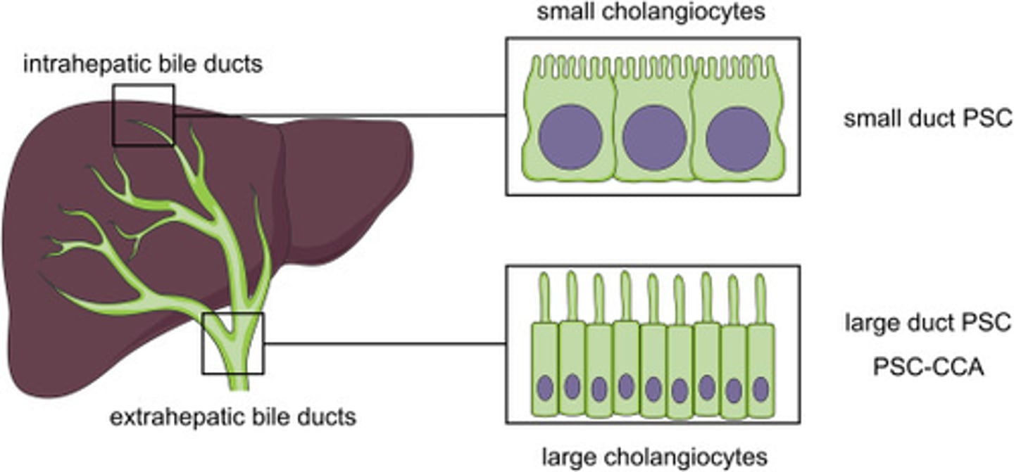 <p>Endothelial cells are flat and never round like duct cells, which are cuboidal.</p><p>ENDOTHELIAL CELLS: FLAT</p><p>CHOLANGIOCYTES: CUBOIDAL</p>