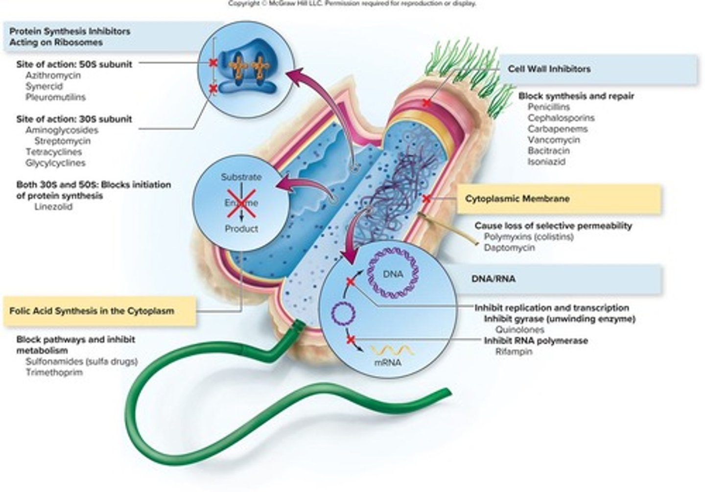 <p>1. Inhibition of cell wall synthesis 2. Inhibition of protein synthesis 3. Inhibition of folic acid synthesis 4. Inhibition of nucleic acid structure and function 5. Interference with cytoplasmic membrane structure and function.</p>