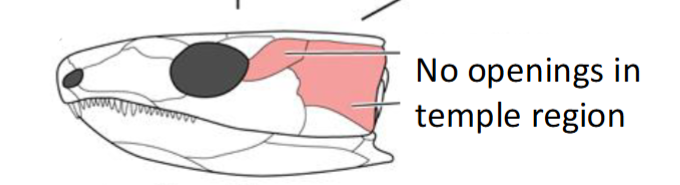 <p><span style="background-color: transparent;"><span>a skull condition with no temporal fenestrae. This is an ancestral condition (i.e., early tetrapods and early amniotes were</span></span></p>