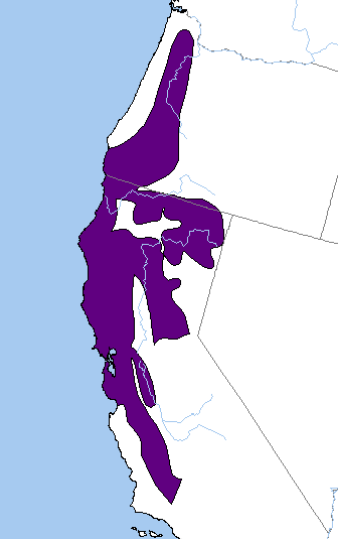 <p>Which species fits the following habitat and management concerns?</p><p><br>Habitat: Lives under cover, near streams and other water sources; generally nocturnal; creates large dwellings out of twigs and leaves</p><p>Management issues: Main prey of endangered spotted owls and Pacific Fishers; carries parasites and diseases - leptospirosis and hantavirus</p>