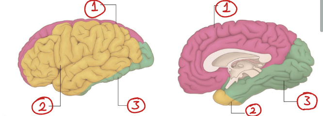 <p>What arteries supply each of these regions of the brain?</p>