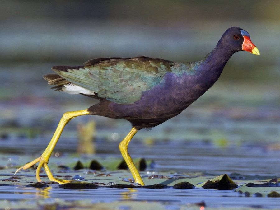 <p>Purple Gallinule</p>