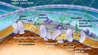 <p>Fluid mosaic model</p>