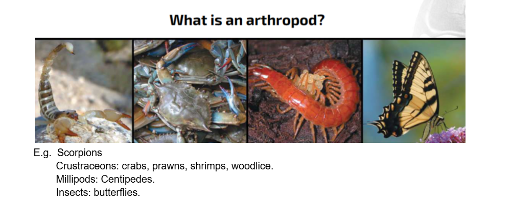 <p>Which group do trilobites belong to?</p>
