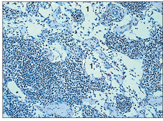 <p>name of histologic slide:</p><p>Specie:</p><p>Parts</p><p>1.__ </p><p>Stain used:</p>