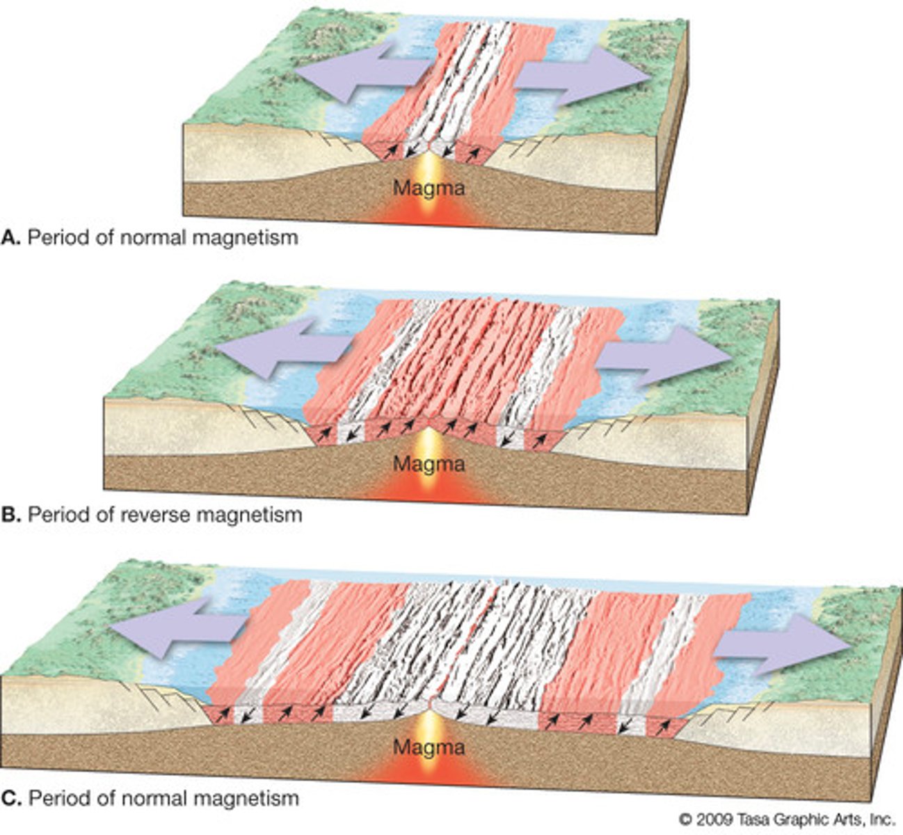 <ul><li><p>magnetic minerals in basalt align with earth’s magnetic field</p></li><li><p>earth’s magnetic field flips</p></li><li><p>symmetrical magnetic stripes of either ridges</p></li></ul><p></p>