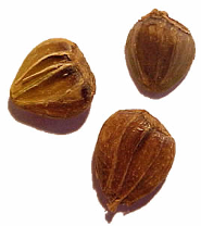 <p><span><strong>Plody přisedají k plochému trojlaločnému křídlu</strong></span></p>