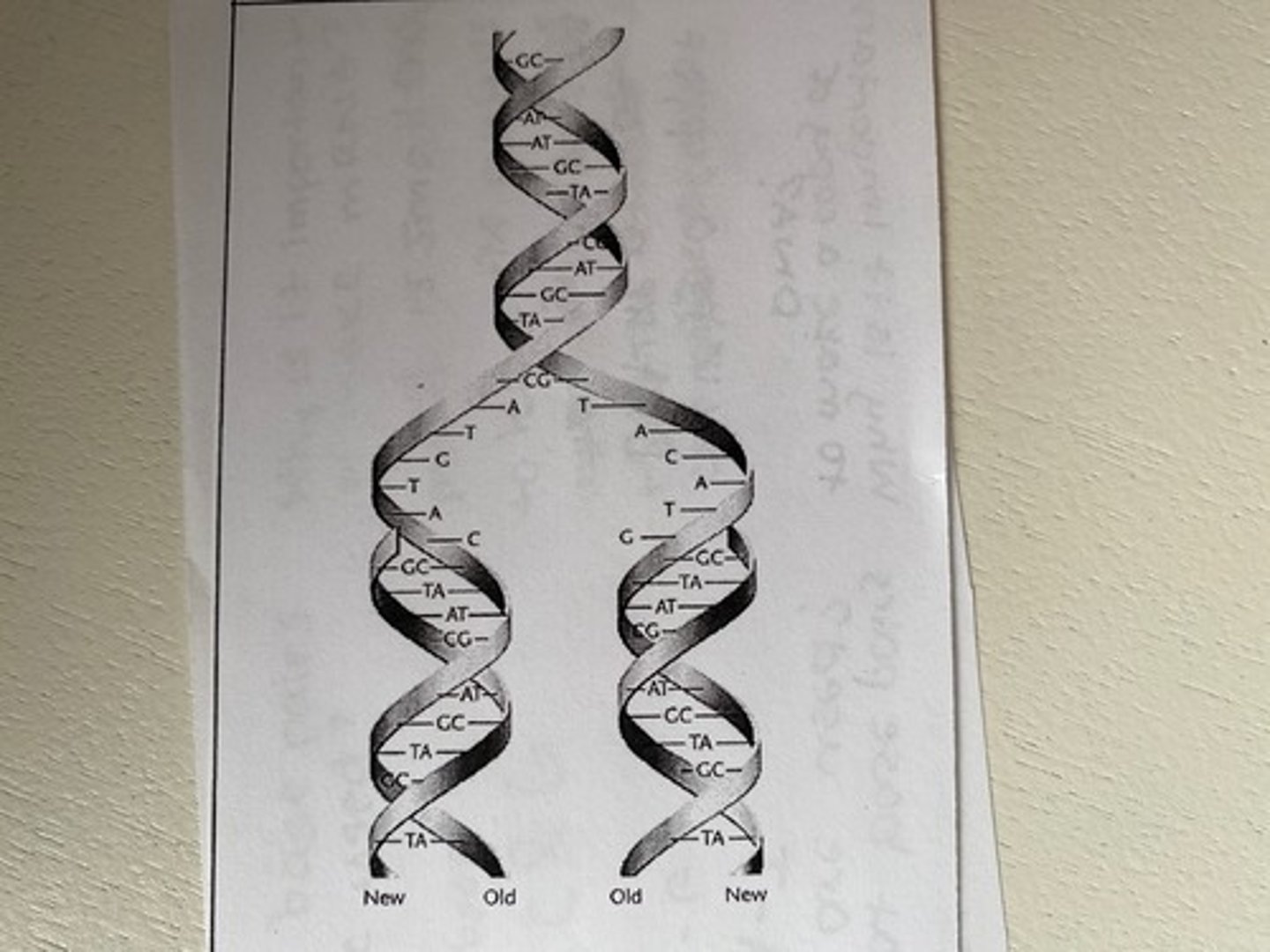 <p>the process of making a copy of DNA</p>