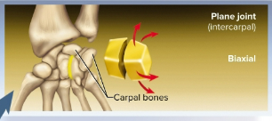 <p>Plane joints (gliding joints)</p>