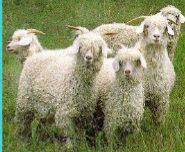 <ul><li><p><span style="color: rgb(0, 0, 0);">The most valuable characteristic of the ____ is the value of the mohair that is clipped.</span></p></li><li><p><span style="color: rgb(0, 0, 0);">Is a small, very picturesque animal.</span></p></li><li><p><span style="color: rgb(0, 0, 0);">More susceptible to damage from internal parasites than sheep.</span></p></li><li><p><span style="color: rgb(0, 0, 0);">Bucks: 180 – 225 lbs.</span></p></li><li><p><span style="color: rgb(0, 0, 0);">Does: 70 – 110 lbs</span></p></li></ul><p></p>