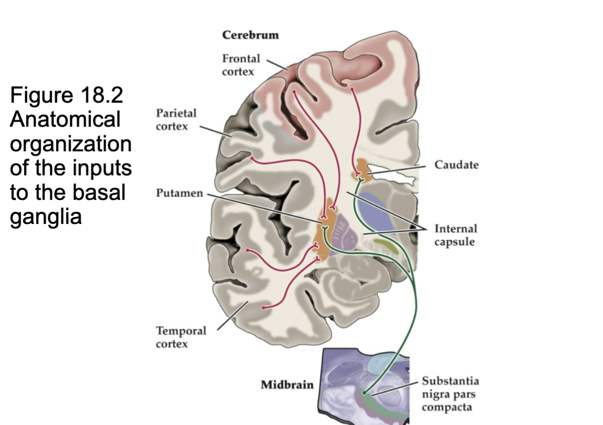 <p>Figure 18.2- Anatomical Organization of input to basal ganglia</p>