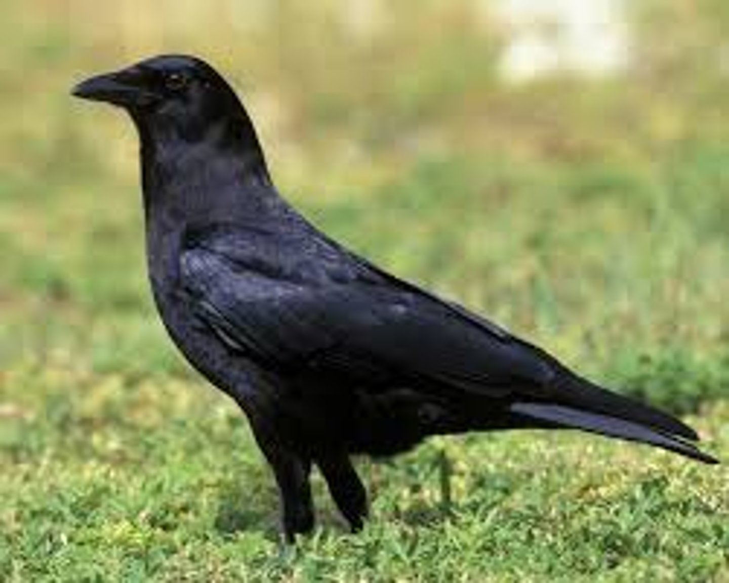 <p>Passeriformes</p>