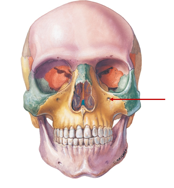 <p>Below eye socket, small opening</p>