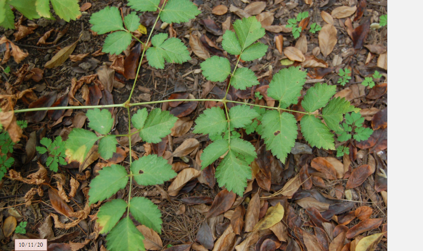 <p>shriveled, needs moisture, black hairs on petioles, 2-3 ternately compound, doubly serrate, dark green to bronze</p>