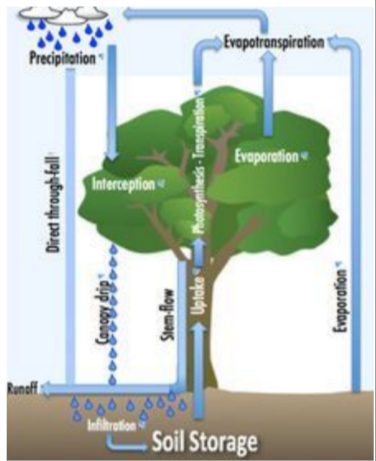 <p>75% intercepted by trees and through stem flow  </p><p class="is-empty is-editor-empty has-focus">35% reaches the ground and infiltrates the soil  and another 35% is used by plants and through  transpiration returns to the atmosphere.  </p><p class="is-empty is-editor-empty has-focus">● 25% evaporates almost immediately and returns to  the atmosphere.</p>