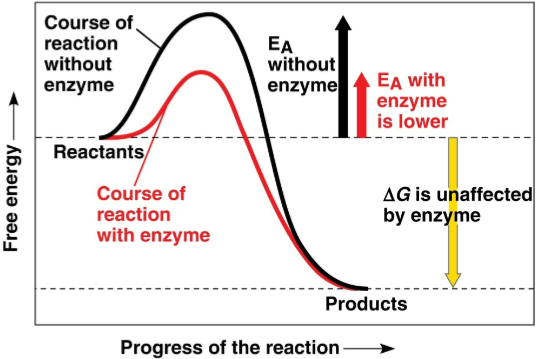 <p>Enzyme</p>