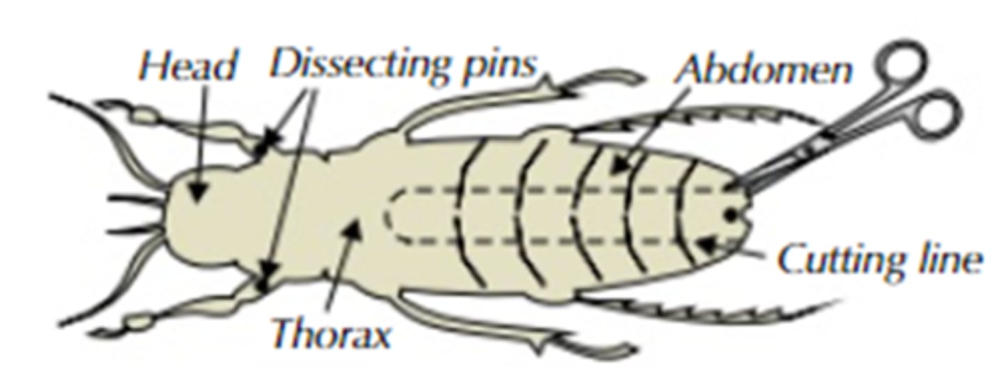 <p>Remove the exoskeleton to see the spiracles</p>