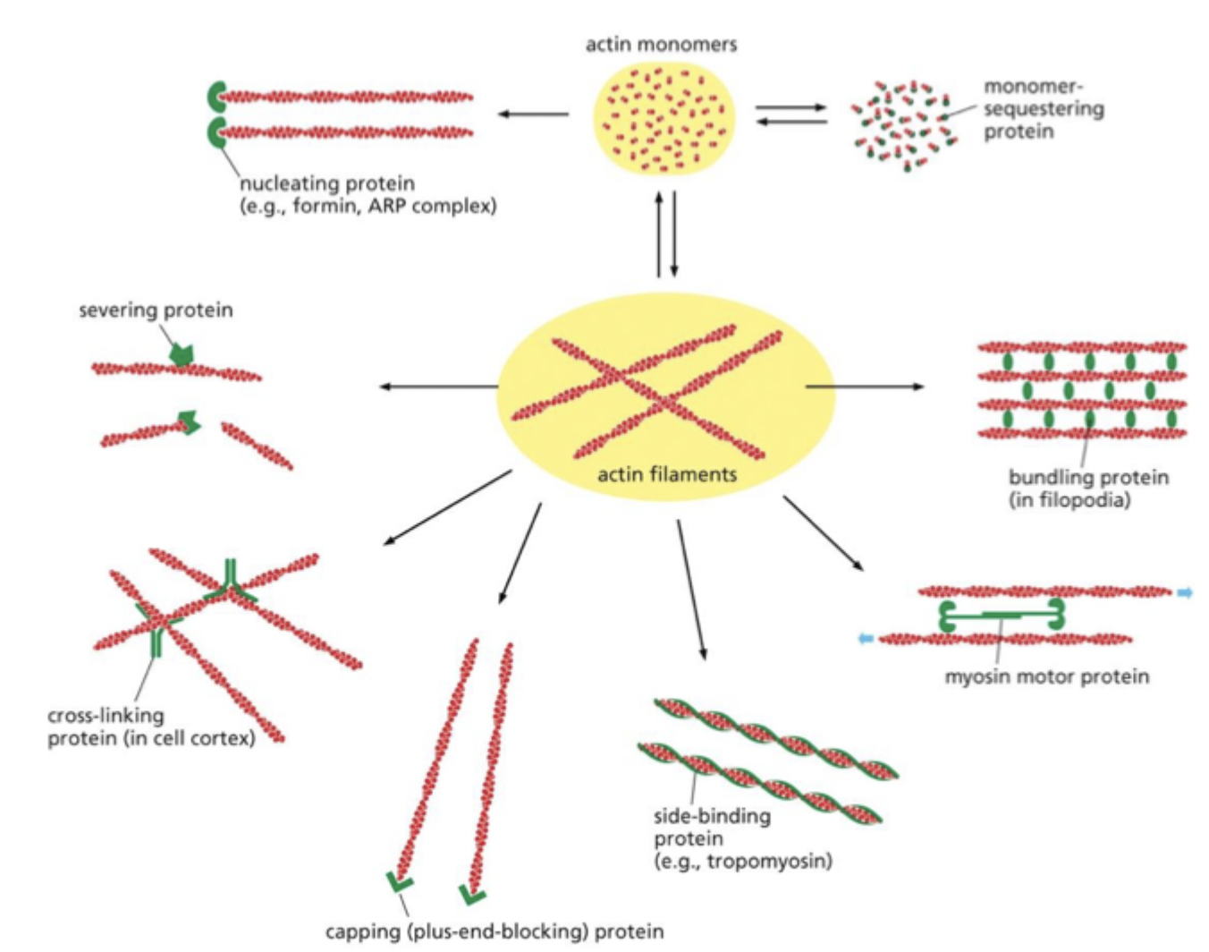 <p>regulate structure and organization of actin filaments. Can nucleate to add more monomers, can sequester to prevent unwanted polymerization.</p>