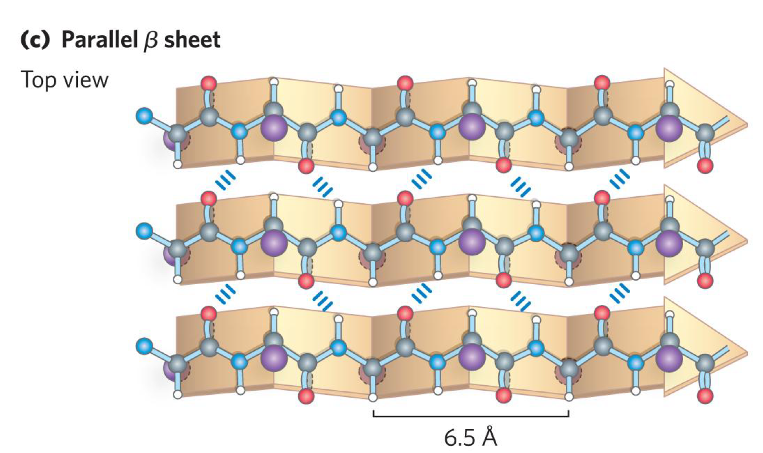 <ul><li><p>like anti-parallel B-sheet expect B-strands run in same direaction </p></li><li><p>each residue in the B-strand only extends the strand by 3.25 A </p></li><li><p>have different dihedral angle phi = 119 degrees and psi +113 degrees </p></li><li><p>the N-H of residue i in one B-strand H-bonds to residue i in the other B-strand</p></li><li><p>C=O of residue i in the first strand H-bonds to N-H group of i+2 in the second strand </p></li></ul><p></p>