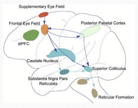 <p>Saccade is controled by the Frontal Eye Fields (FEF) and superior colliculus </p>