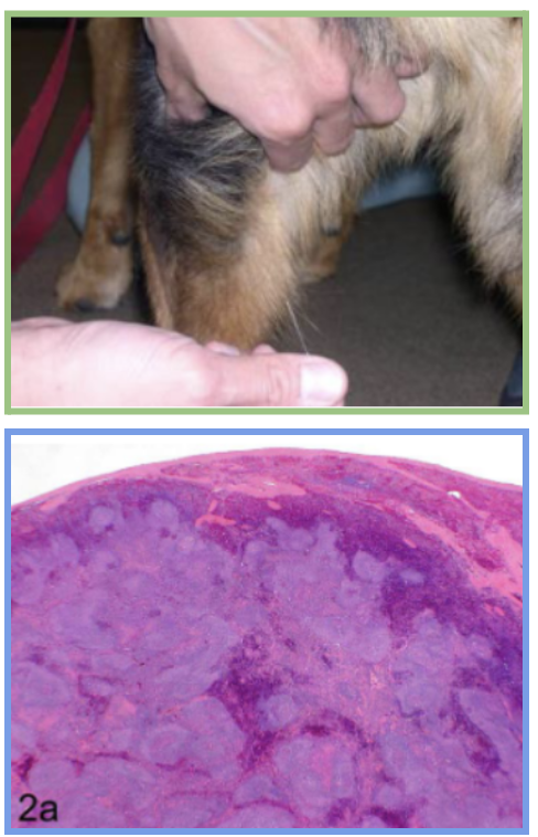 <p>- FNA -> Cytology, flow cytometry, PARR</p><p>- Biopsy -> Histopath, grading, sub-classification</p>